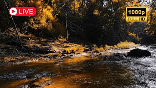 Autumn Forest  River Sounds  Relaxing Nature Video  White Water  HD  1080p