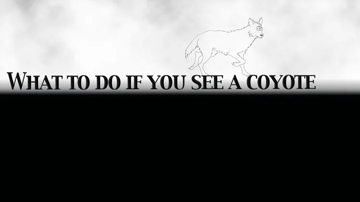 What To Do If You See a Coyote