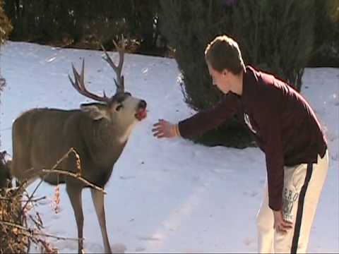 Feeding a Deer / Buck apples in our front yard-Hol...