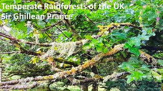 Temperate Rainforests Of The UK