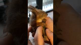 Нашли маленького слепого малыша🥹Будем спасать♥️#squirrel #animals #youtubeshorts #video #youtube