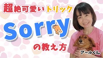 犬の芸 Youtube