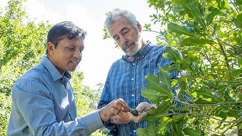 A hard nut to crack: Future-proofing Australia’s macadamia industry
