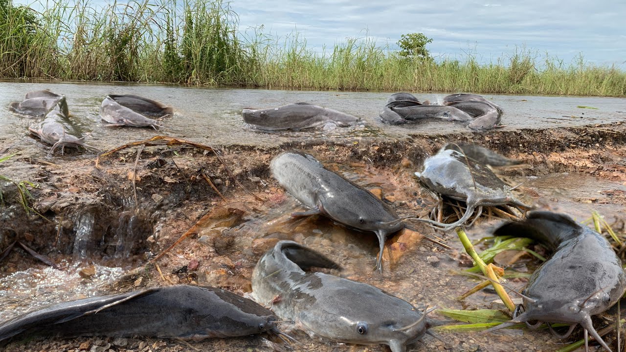 “OMG”many catfish on the road a fishermen found and catch all by hand ...