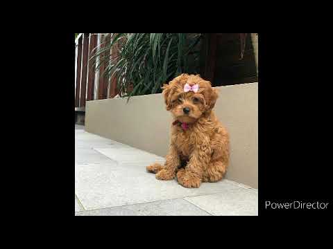 Видео: Cockapoos: самая милая собака в мире!