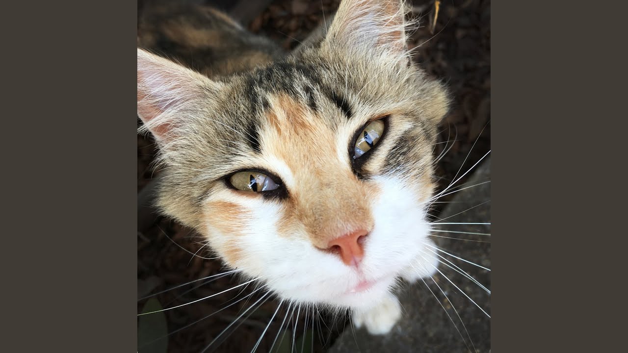 スペイン語 - ナムウィキ