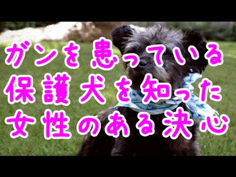 【感動実話】ガンを患っている一匹の保護犬~その事実を知った女性のある決心~
