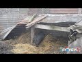вєтнамська свиня перед опоросом