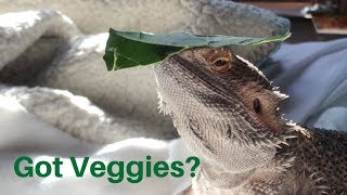 HOW TO GET YOUR BEARDED DRAGON TO EAT VEGETABLES!