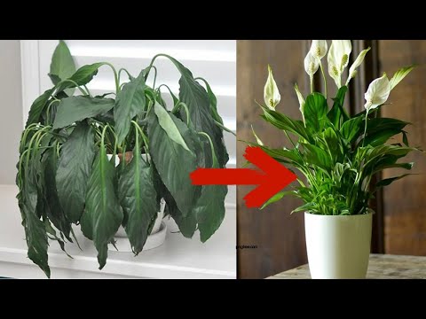Видео: Растение за кратуна луфа - съвети за отглеждане на растения от луфа