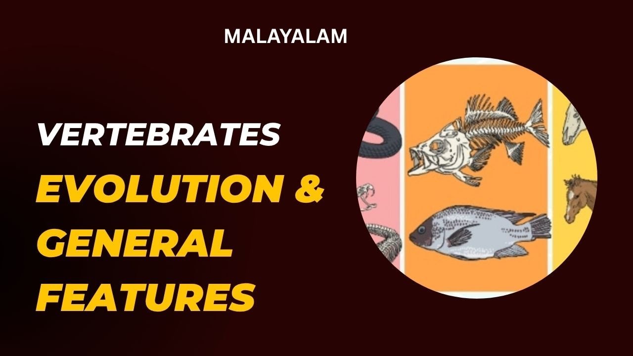 vertebrates-evolution-general-characteristics-malayalam-fyugp