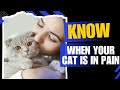 10 Ways to Tell If Your Cat is in Pain ?