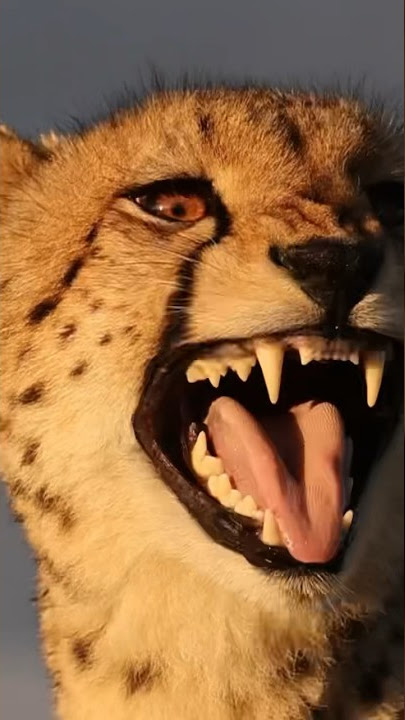 What does a cheetah sound like?