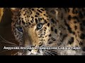 Амурский леопард в Приморском Сафари-парке