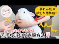 うさぎ　爪切りのやり方　基本情報＋苦手克服法