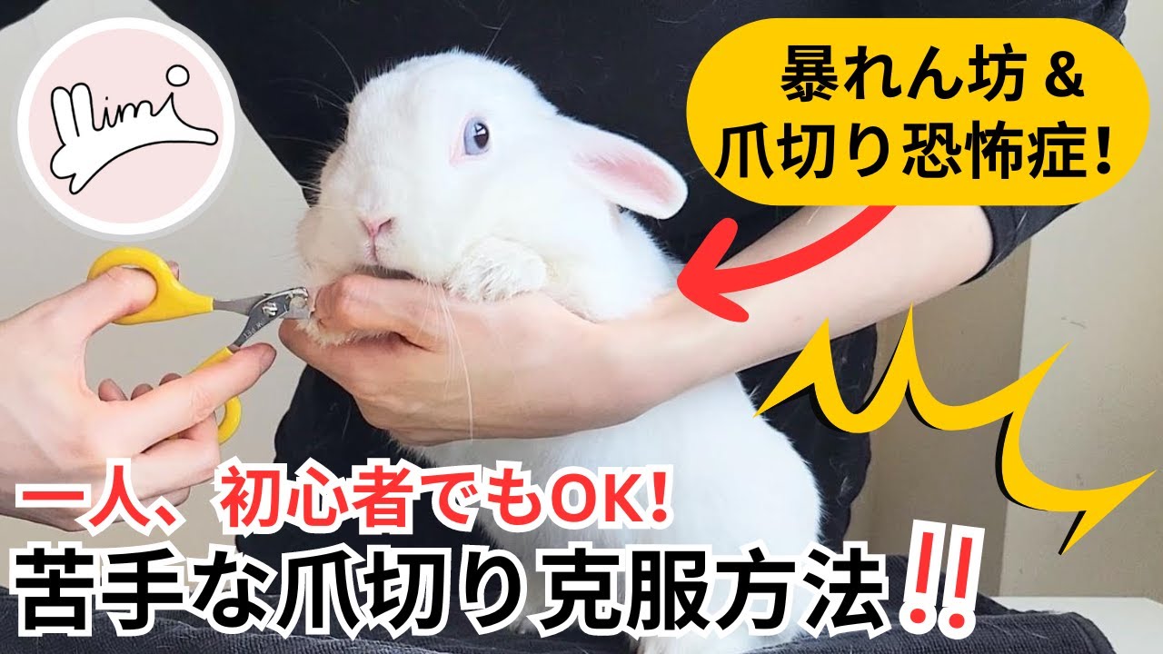 うさぎ　爪切りのやり方　基本情報＋苦手克服法