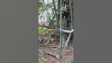 Tôi làm con dao quắm phát rẫy bằng thép chốt xích xe tăng chặt cây như chặt chuối vậy