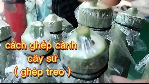 Cách ghép cành cây sứ ( ghép treo)xã tàn bo củ ghép mặt hoa mới@UCTHUBonsaiCanTho