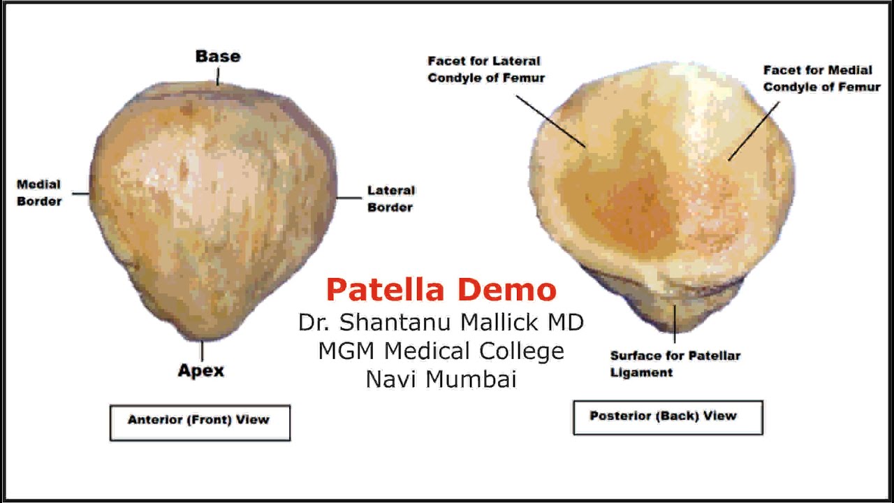 надколенник вид спереди и сзади. схема строения цветка пестик и тычинка. свод чашечки почки. функции надколенника анатомия. строение коленного сустава кости.
