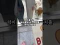 차라리 내버려두지 왜 보호소 보냈냐던 강아지는…