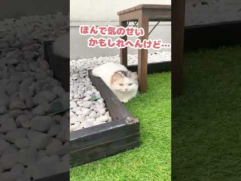 死んだふりとかもうええで？【おしゃべりする猫】 #Shorts