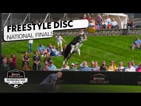 Incredible Dog Challenge: