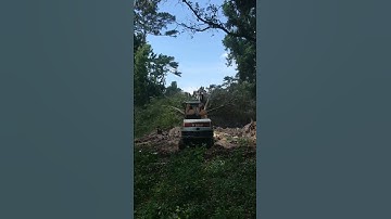 Dropping a huge oak tree #oaktree #timber #bobcat #landclearing #shorts #hardwood  #excavator #city