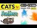Cat tv  real feather toys  bell sounds  game for cats  4k