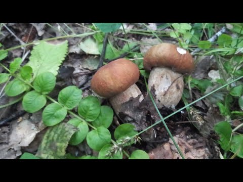 ❗Решили повторить сбор белых грибов 🍄 13.07.2023 г. Курская область❗