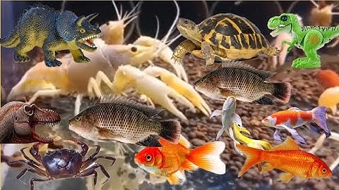 Con cá thật cá rô, con cua, con cá vàng, tên đồ chơi con tôm, bạch tuộc, con vịt, con rùa #11