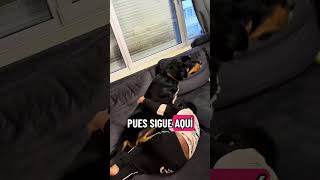 I Thought This Was Cute I Was Wrong Creí Que Era Tierno Pero No