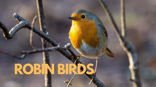 robin bird sounds screenshot 3