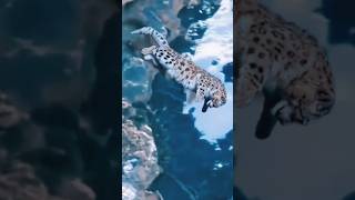 Leopardo de las nieves CAZANDO a una OVEJA.🐑🐆