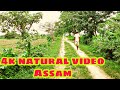 4k natural video // assam village life #nature