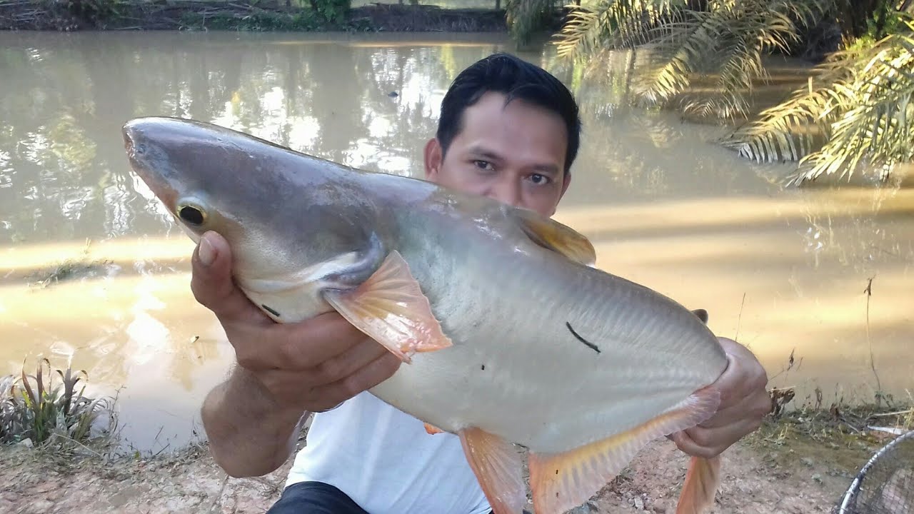 Mancing Patin DenganTehnik Garong
