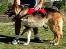 Help Three Legged Dogs with Ruff Wear Webmaster Harness