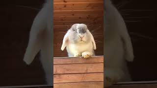 НЯМ НЯМ НЯМ 👀😛😝😋#shorts #share #viral #приколысживотными #кролики #rabbit #funnyanimals #funnyvideo