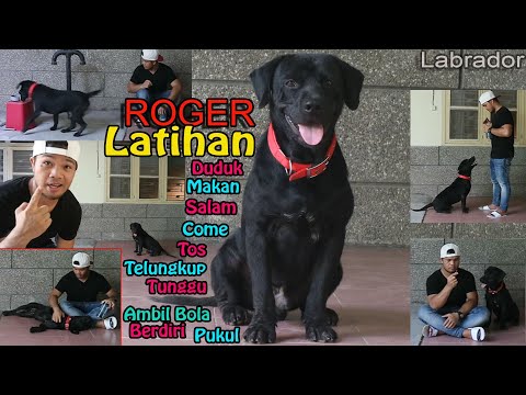 Video: Cara Melatih Anak Anjing Labrador