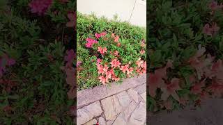 Bunga Azalea Rhododendron