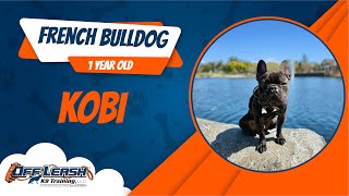 French bulldog training 🐶🦮Off leash Dog Training / Obedience Training 🦮🐶 by Off Leash K9 35 views 10 days ago 3 minutes, 47 seconds
