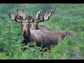 Hunting for moose. Excellent video collection