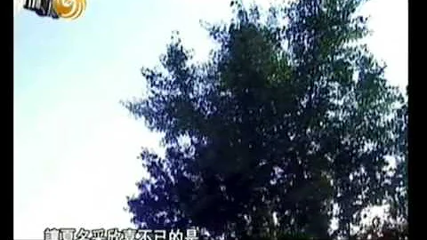 智慧东方--01山东青州龙兴寺佛教造像 - 天天要闻