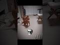 Cats Can T Do Drift 
