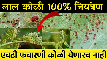 लाल कोळी नियंत्रणासाठी ही फवारणी घ्या / कोळीनाशक / Redmite control / Lal koli niyantran