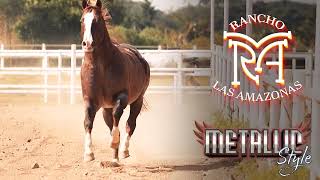 METALIC STYLE - SEMENTALES RANCHO LAS AMAZONAS