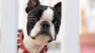 Boston Terrier breed exercise and swimming