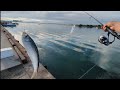 浜名湖サビキ釣り🐟5月8日(金)最速情報📢今日はヤバ過ぎた…【浜名湖釣り】🎣