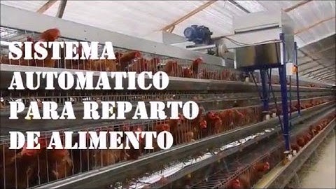 repartidor de aliemto automatico para aves gallinas postura