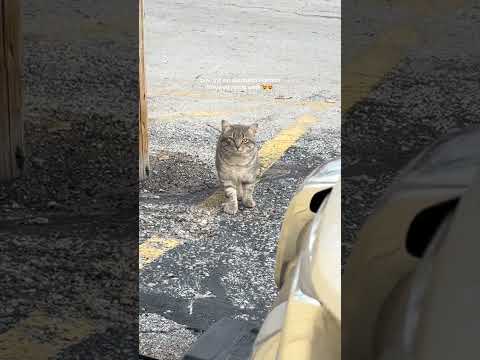 Carrie Gillaspie Catdistributionsystem Feralcat Cat Cutecat Rescuecat Straycat