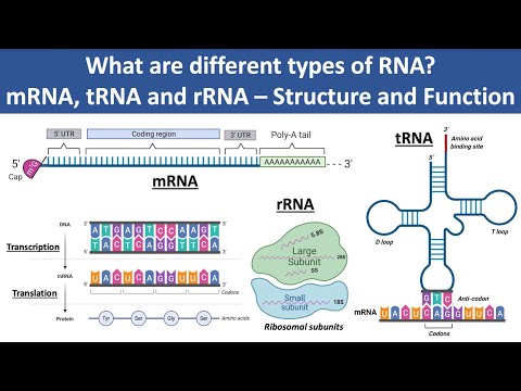 mRNA, tRNA and rRNA | Structure and Function | What are different types of RNA? | Biochemistry